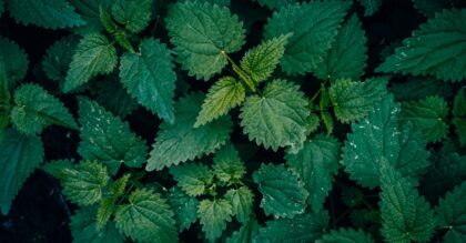 A close up of green Nettle leaves pattern texture