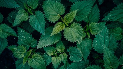 A close up of green Nettle leaves pattern texture