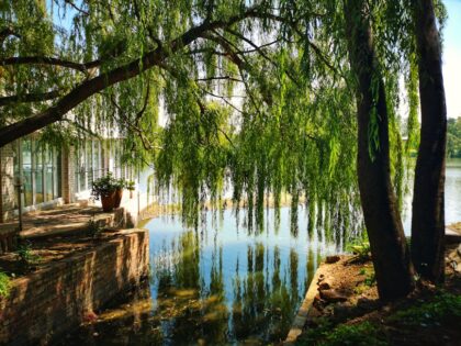 A peaceful scene of a willow tree by a calm river, reflecting the beauty of nature in South Africa.