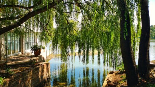 A peaceful scene of a willow tree by a calm river, reflecting the beauty of nature in South Africa.
